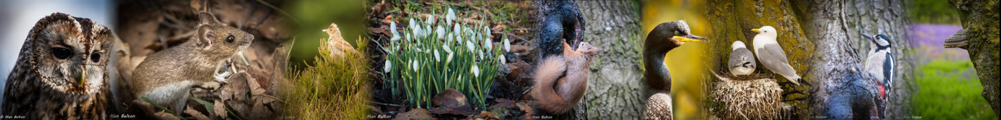 images of scottish wildlife